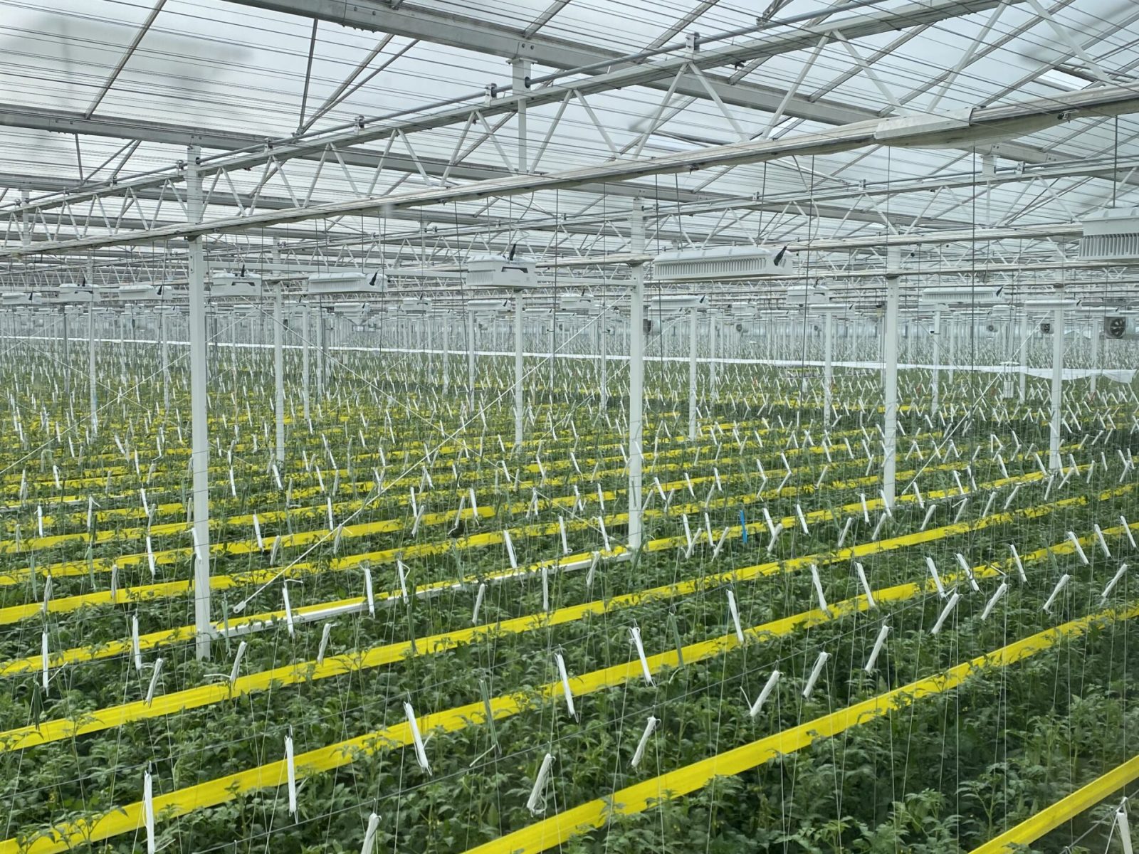 Duijvestijn Tomaten visit